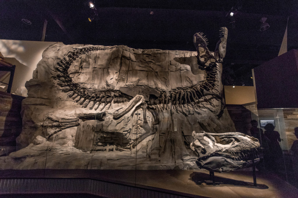 Dinosaur fossils on display at Drumheller, an often-overlooked but amazing Alberta destination