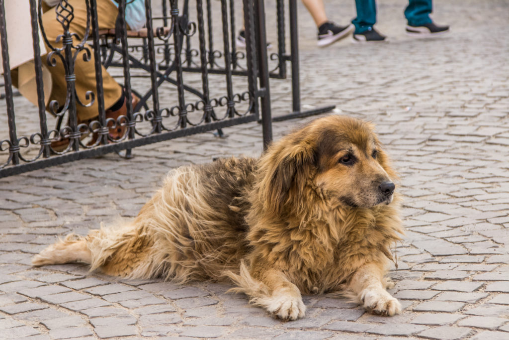 A beautiful dog relaxing in the main square of Sighisoara, Romania