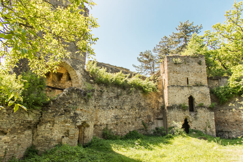 The ruins of Saschiz Castle overgrown with trees