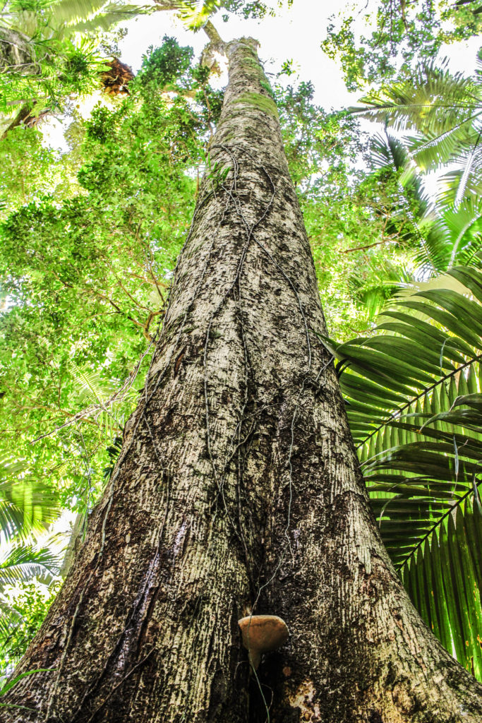 The tall trees of the rainforest at Eungella National Park in Queensland, Australia