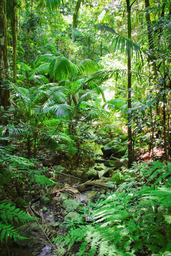 The dense rainforest of Eungella National Park, Queensland, where you can find platypus in the wild.