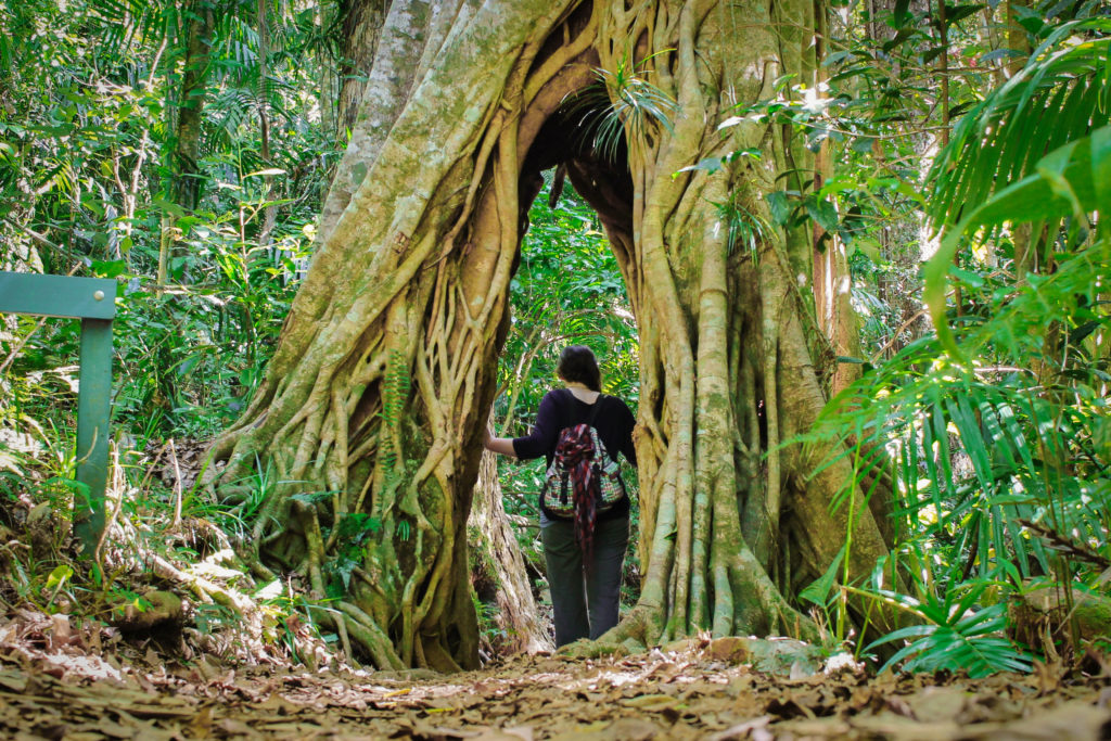 Walking through the centre of a strangler fig in Eungella National Park, Australia