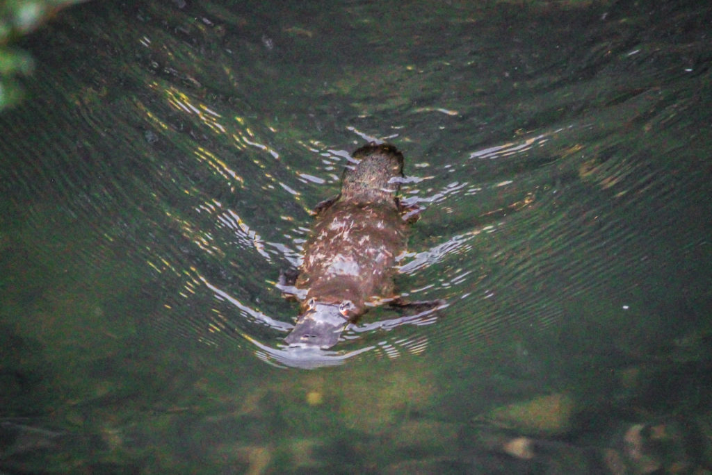 A platypus swimming in the river in Eungella National Park, Australia