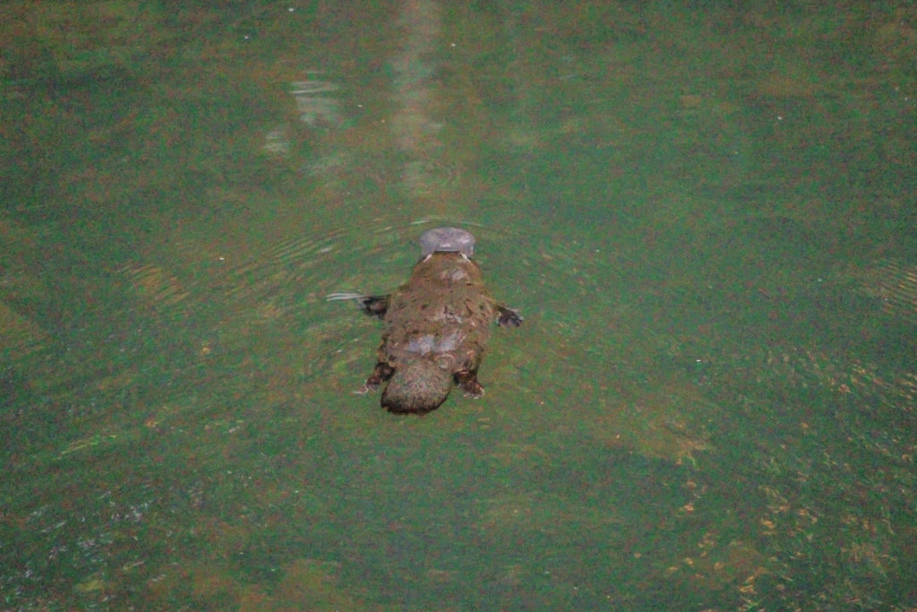 Platypus swimming in Eungella National Park