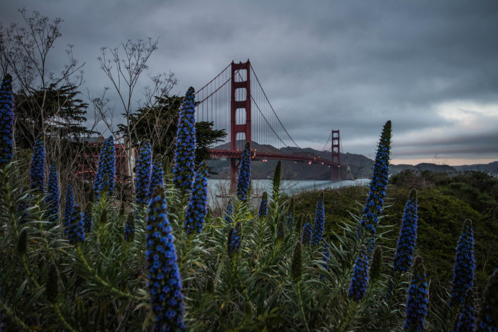 Golden Gate Bridge with flowers
