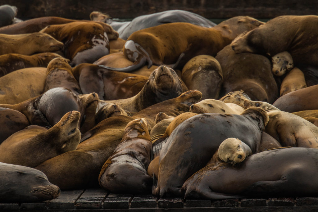 The sea lion colony of Pier 39 in San Francisco