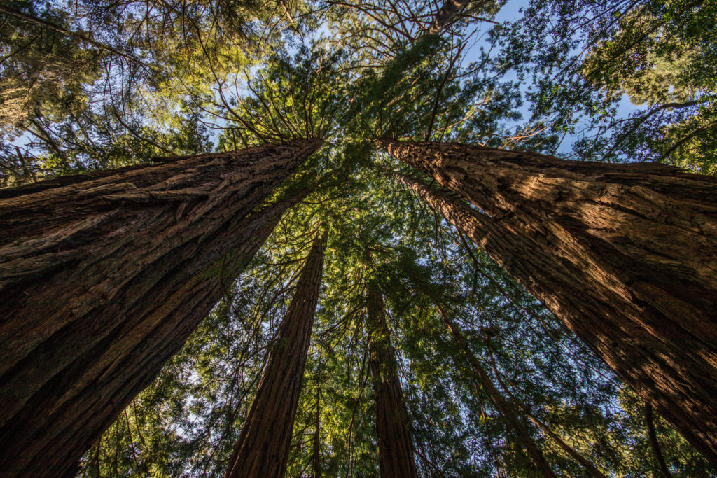 Muir Woods is full of Giant Sequoias and California Redwoods