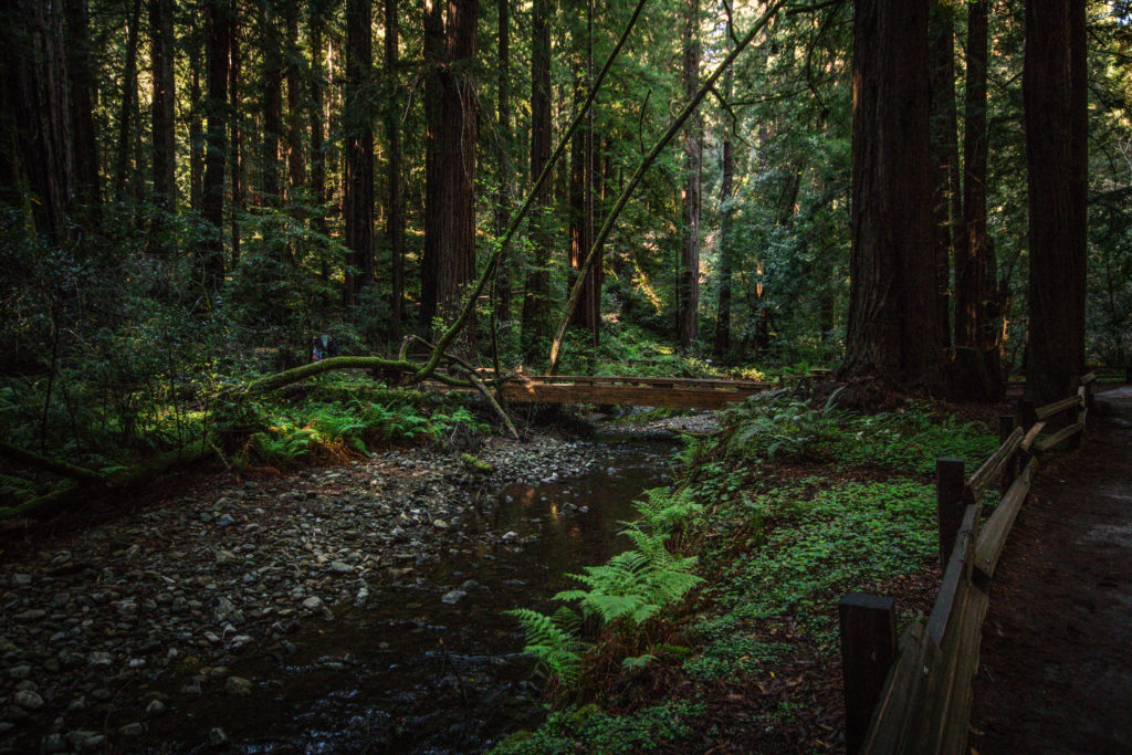 The beautiful Muir Woods in San Francisco