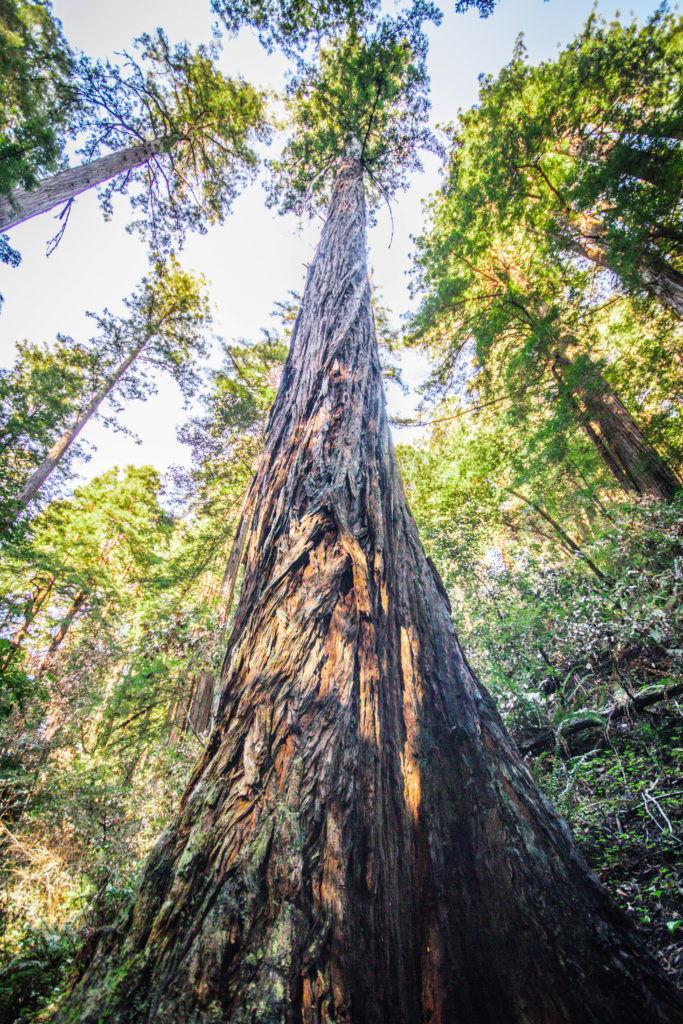 Tall trees in San Francisco's Muir Woods