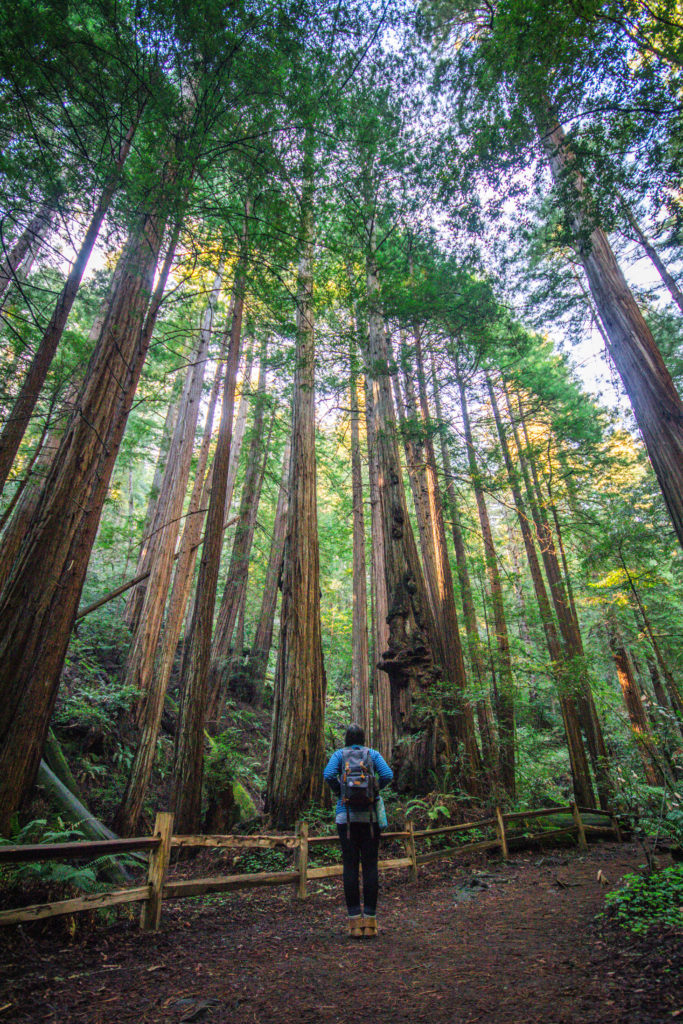 Walking amongst the giant trees of Muir Woods in San Francisco