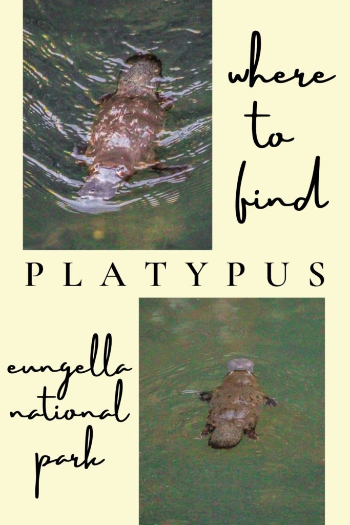 Where to find platypus in Eungella National Park, Australia