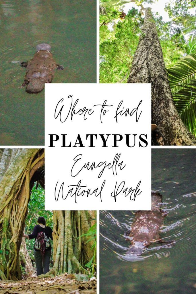 Where to find platypus in Eungella National Park, Australia