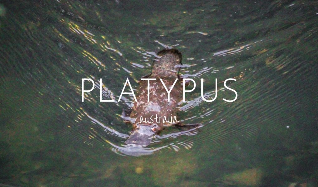 Where to find platypus in Eungella National Park, Australia