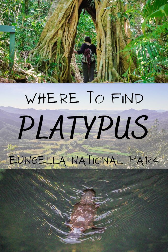 Where to find platypus in Eungella National Park, Australia