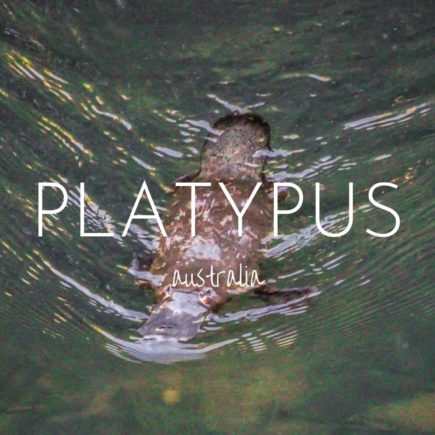 Where to find platypus in Eungella National Park, Australia