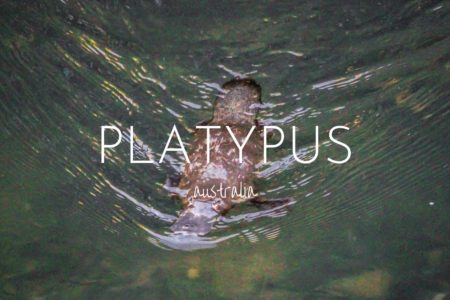 Where to find platypus in Eungella National Park, Australia