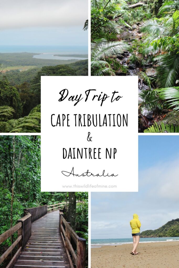Your guide to an epic day trip to Cape Tribulation and Daintree National Park, Australia