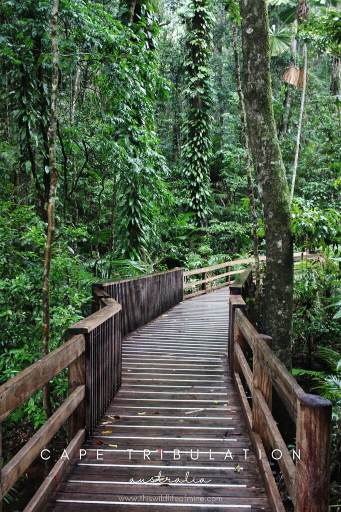 Your guide to an epic day trip to Cape Tribulation and Daintree National Park, Australia