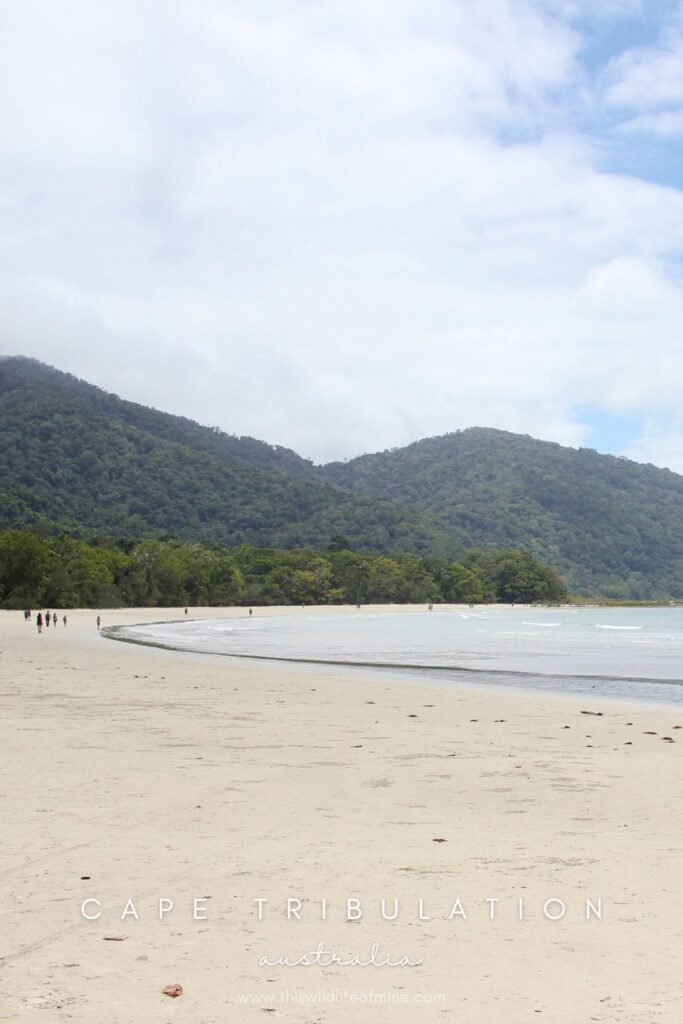 Your guide to an epic day trip to Cape Tribulation and Daintree National Park, Australia