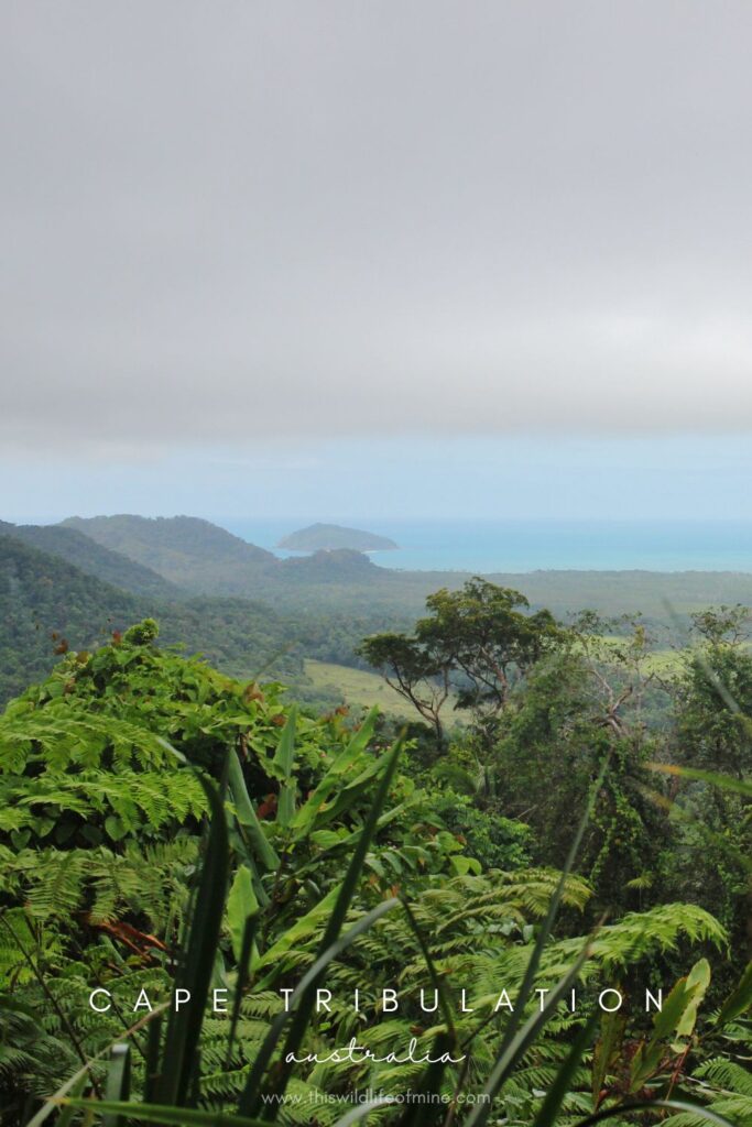 Your guide to an epic day trip to Cape Tribulation and Daintree National Park, Australia