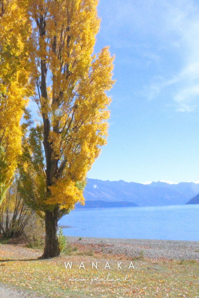 20 of the best New Zealand destinations to add to your bucket list!