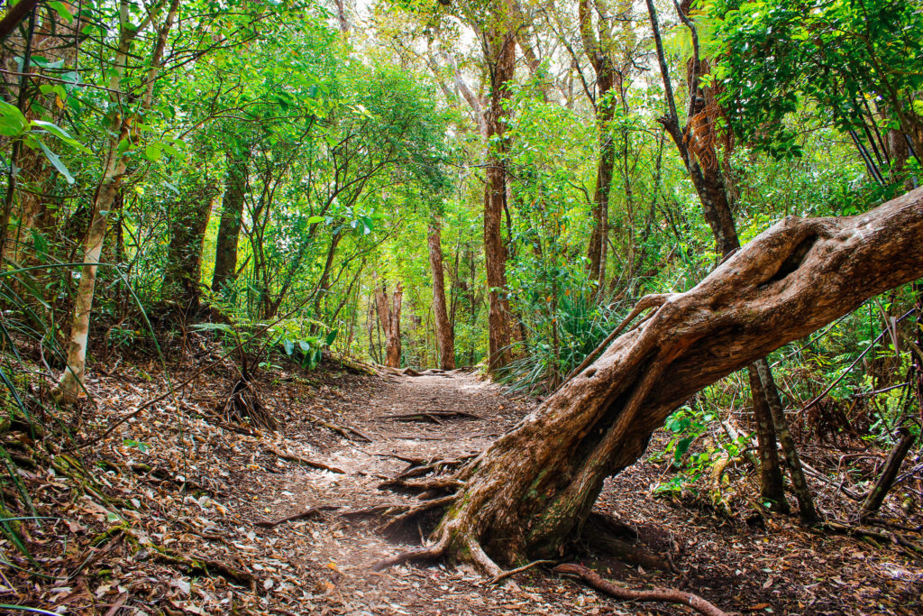 Forest path through the woods on Rangitoto Island