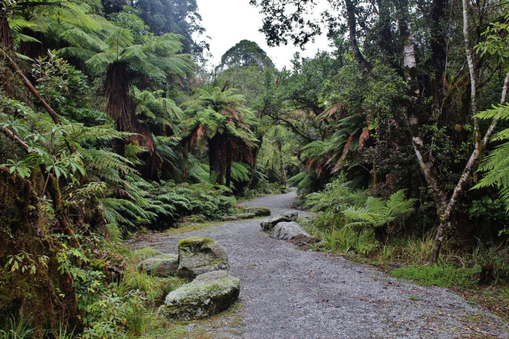 Walking through the rainforest to the Franz Josef Glacier in New Zealand