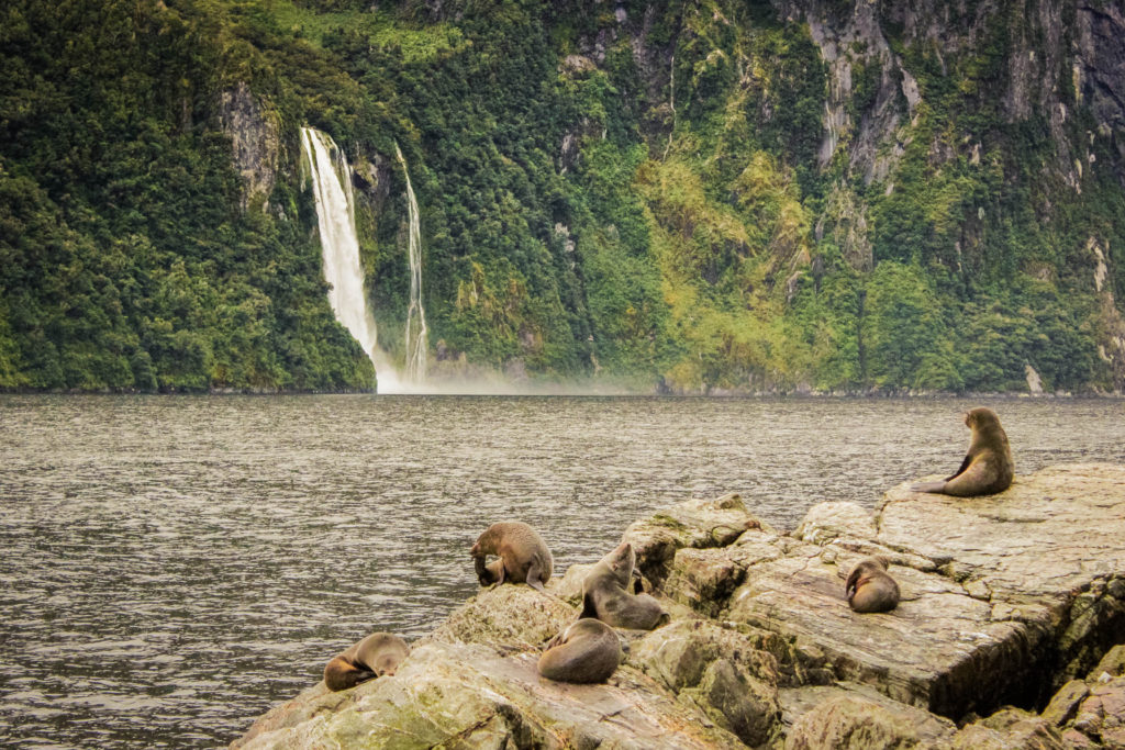 Fur seals in Milford Sounds, one of the best New Zealand destinations