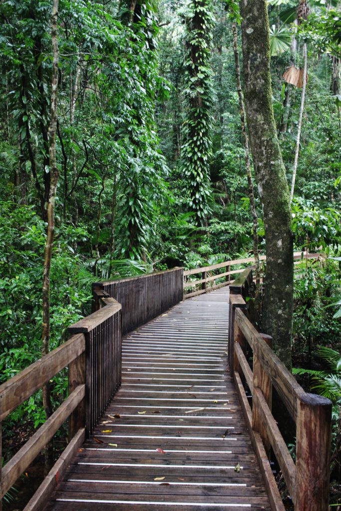 Walking through the rainforest at Cape Tribulation, Queensland