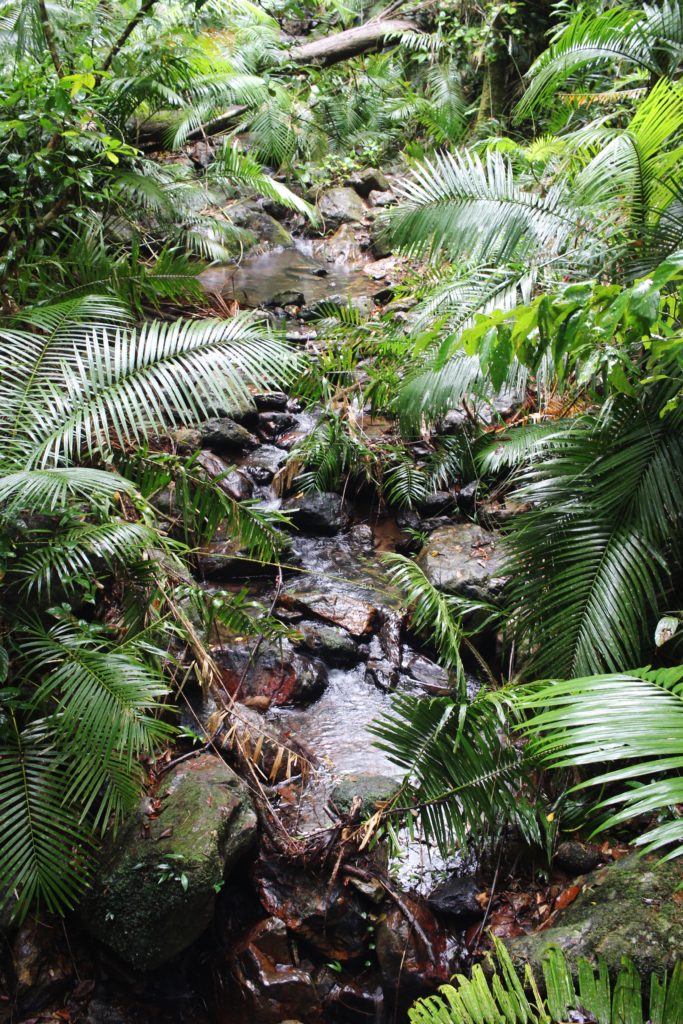 The west rainforest at Cape Tribulation, Queensland