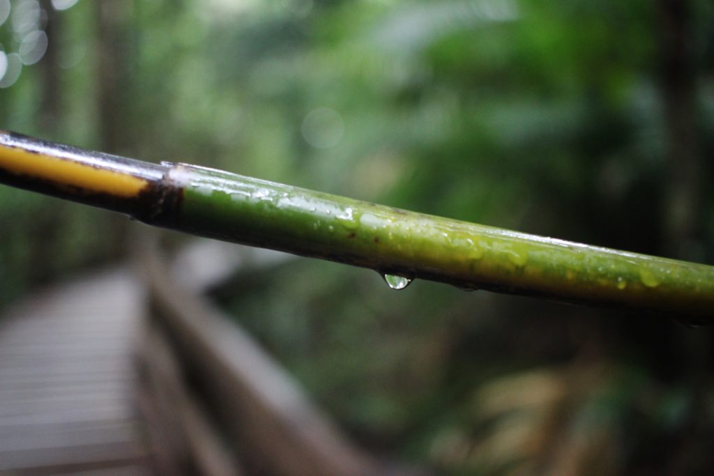 Drizzle in the rainforest at Cape Tribulation, Queensland