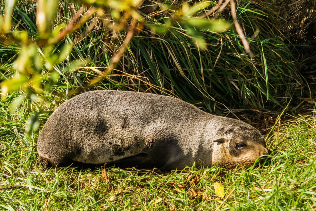 Sleeping fur seals in Kaikoura, New Zealand