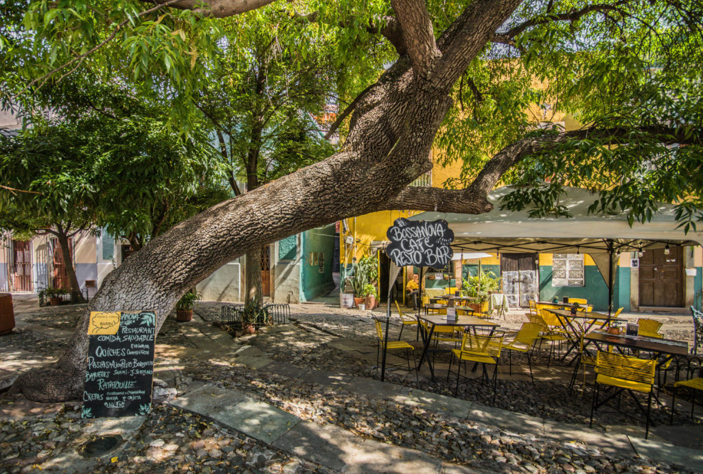 Yellow cafe chairs sit in the shade under the leaning trunk of a tree in Guanajuato