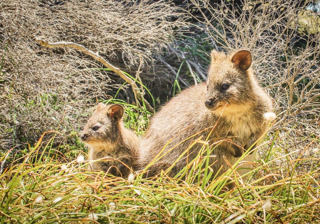 A quokka mother and her baby on Rottnest Island
