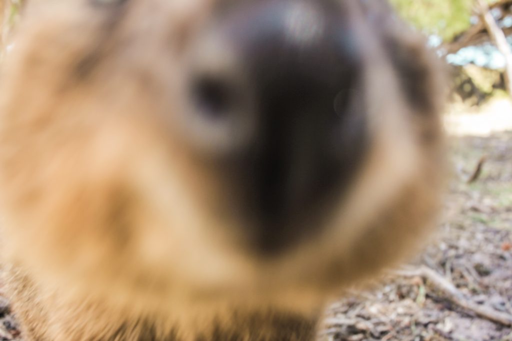 A curious quokka peaks into the camera