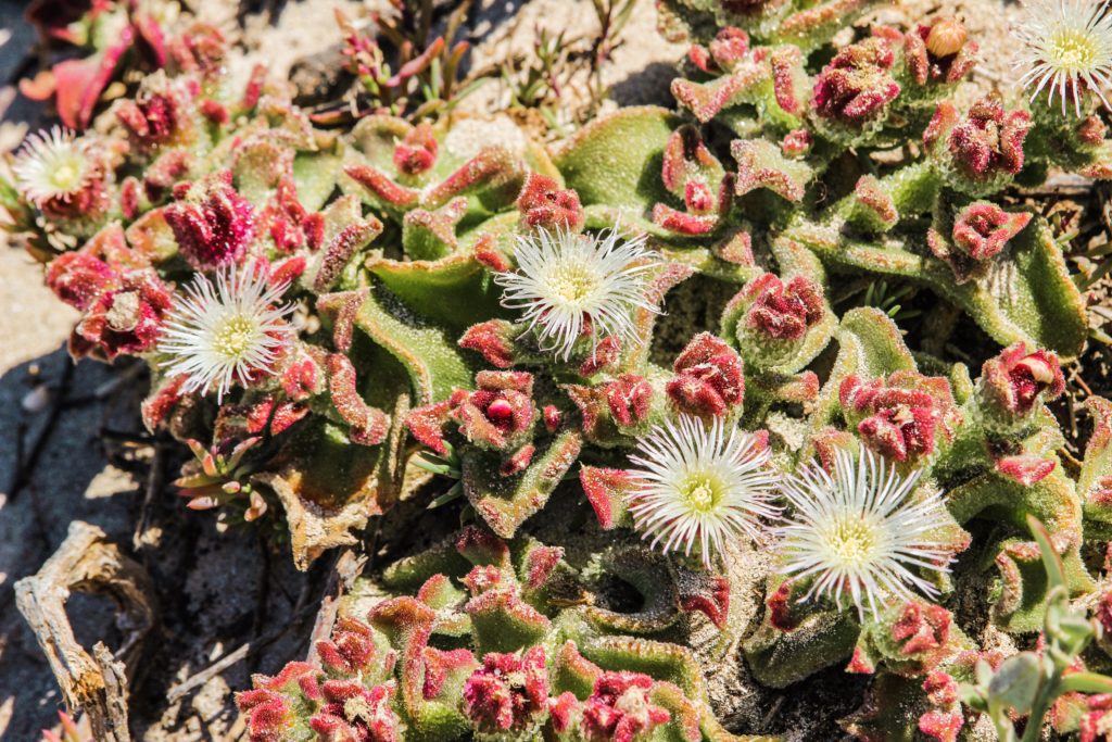 Pretty flowers on Rottnest Island