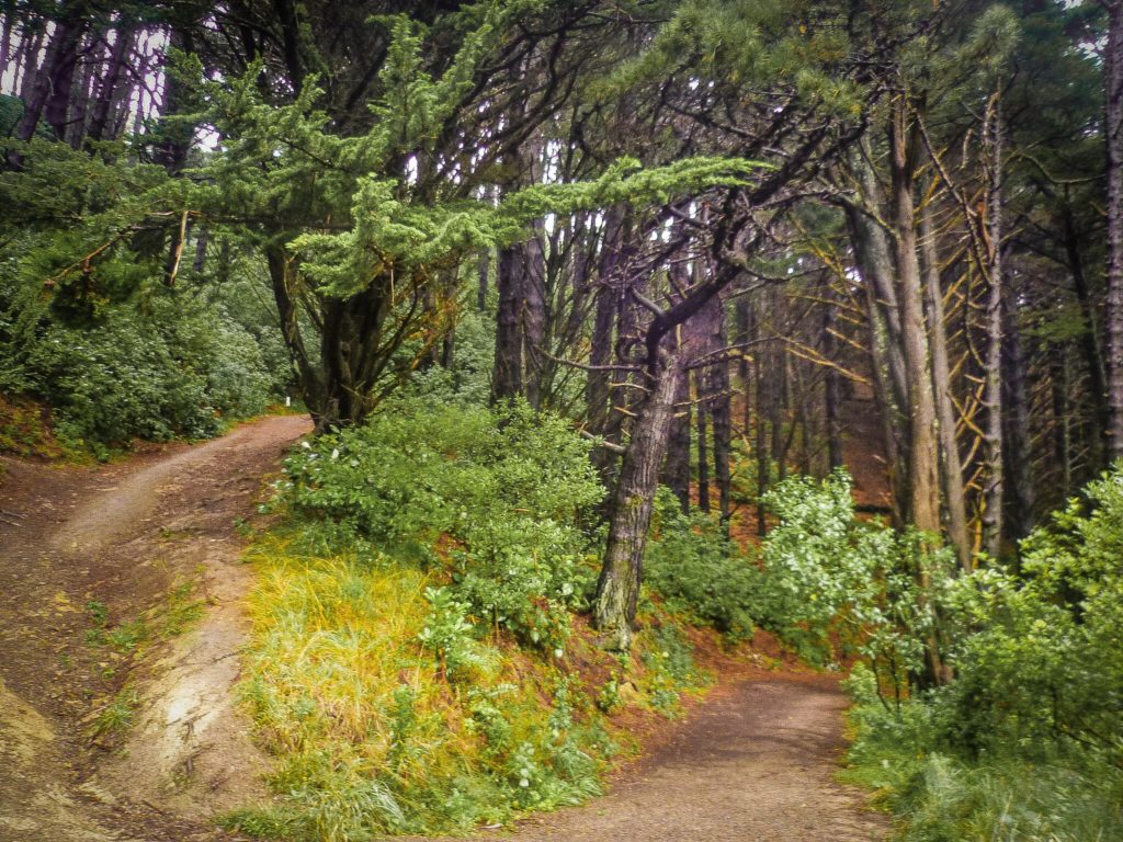 The forests of Mount Victoria, Wellington, New Zealand