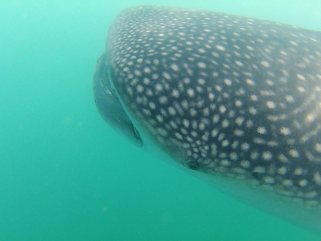 The head of a whale shark seen underwater