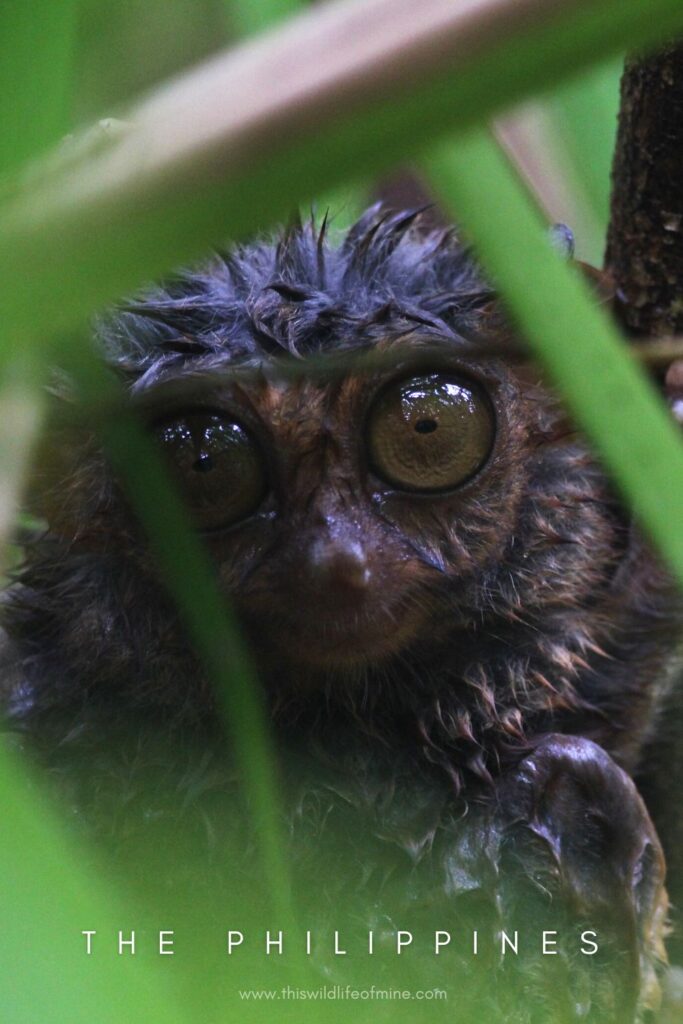 A three-week itinerary for first time visitors to the Philippines