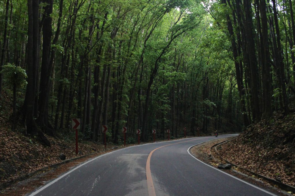 A road curves through tall mahogany trees in the Man-Made Forest in Bohol
