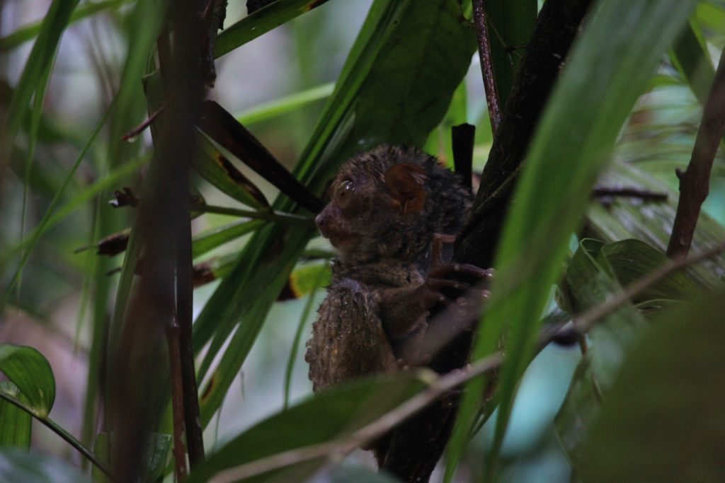 A tiny tarsier clings to a branch in the forests of Bohol, Philippines