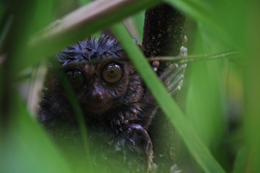 A small tarsier stares at the camera through thick leaves