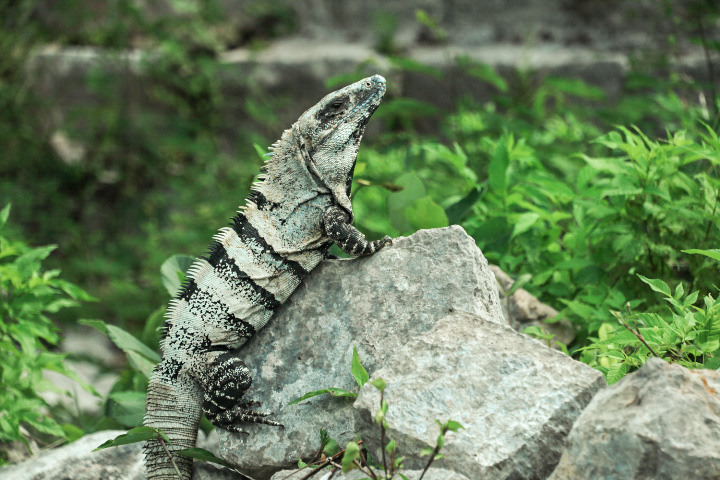 Iguanas roam around the Mayan ruins of Chichen Itza