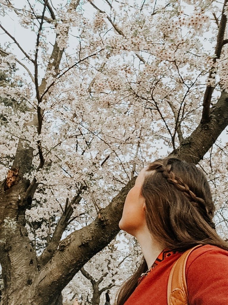 Staring up into a tree full of blossoms in Toronto's High Park