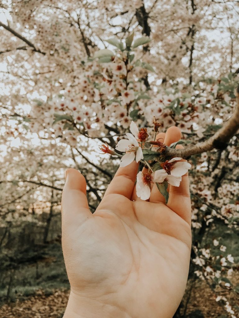A hand reaches towards cherry blossoms in Toronto's High Park