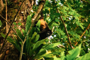 A howler monkey hangs from a tree by its tail in Costa Rica