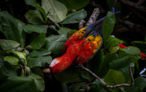 A vibrant Scarlet Macaw picking at fruit in a tree in Costa Rica