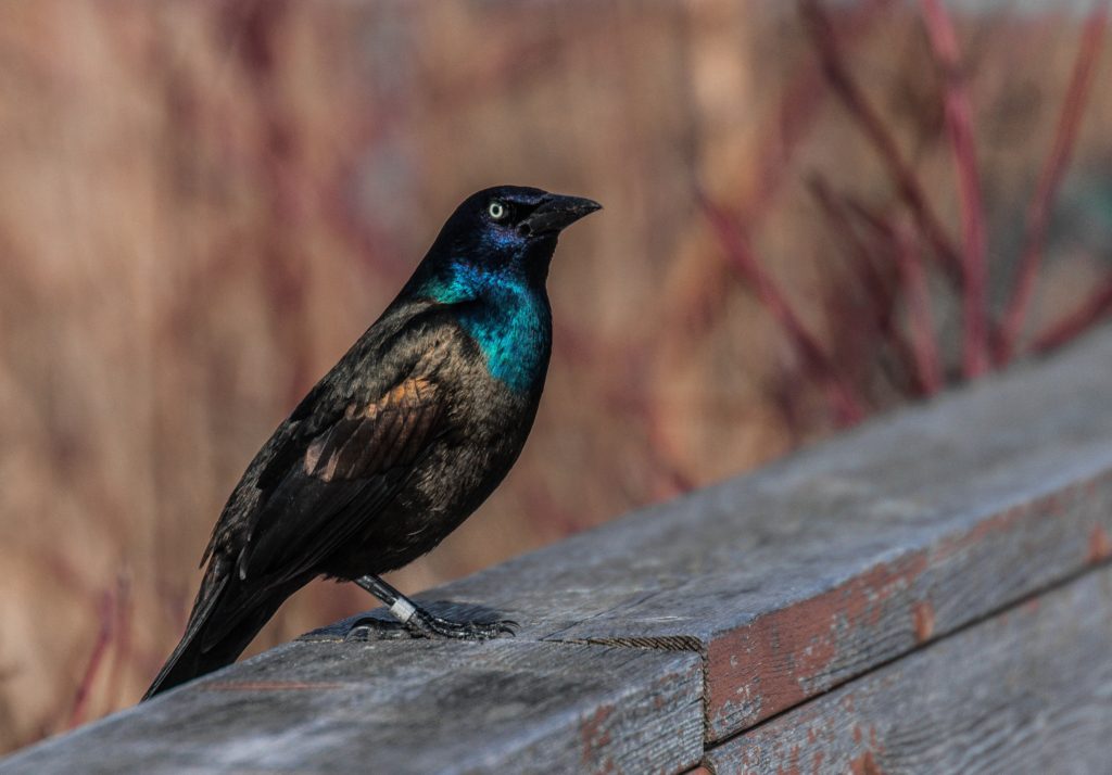 A beautiful black and white bird sits on a fence by the waterfront in Toronto, Canada