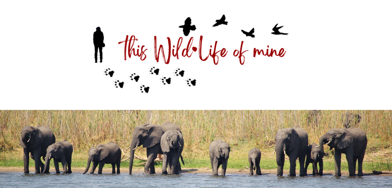 This Wild Life Of Mine - travel and wildlife blog