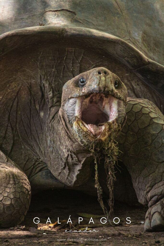 Your guide to solo backpacking in the Galápagos Islands, Ecuador